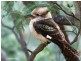 Morisset NSW 2264
