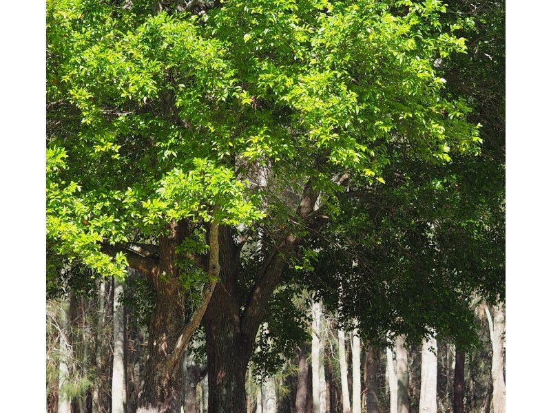 160 Stingaree Pt Drive, Dora Creek NSW 2264