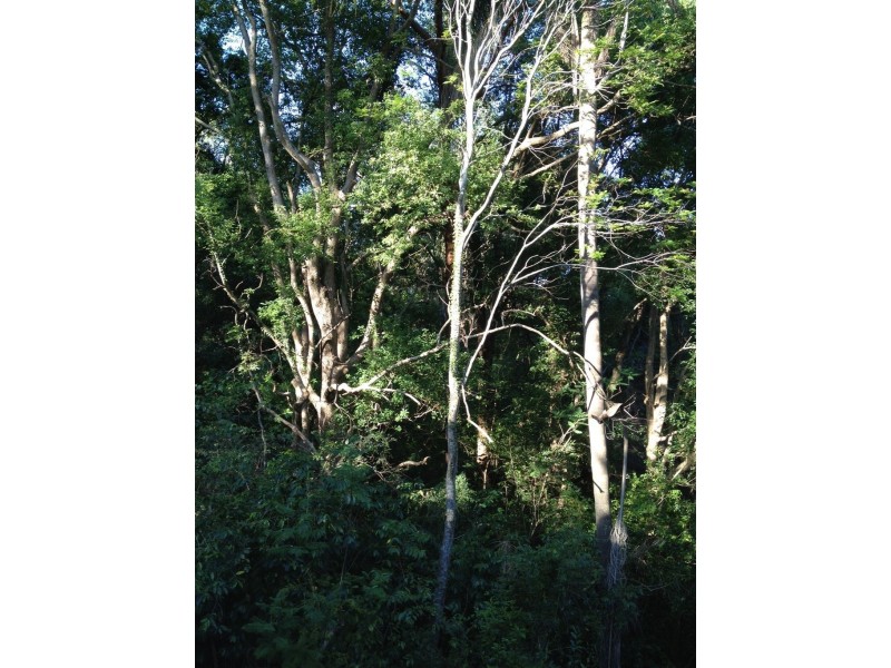 9 Ormond Terrace, Indooroopilly QLD 4068