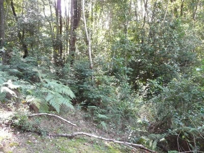 5/11 Tanglewood Drive, Cabarita Beach NSW 2488