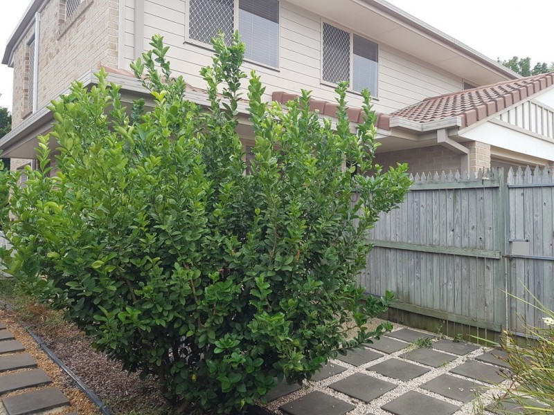 4/4 Harry Street, Zillmere QLD 4034