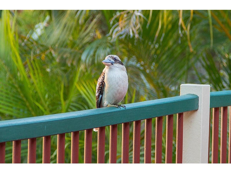 24 Gleason Street, Mcdowall QLD 4053