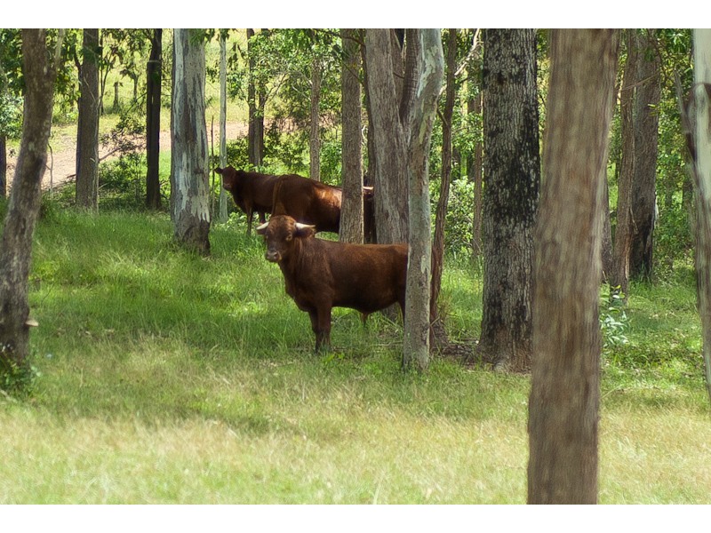 14 Theodore Road, Kurwongbah QLD 4503