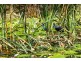 Lot 156 Bay Park Rd, Wondunna QLD 4655