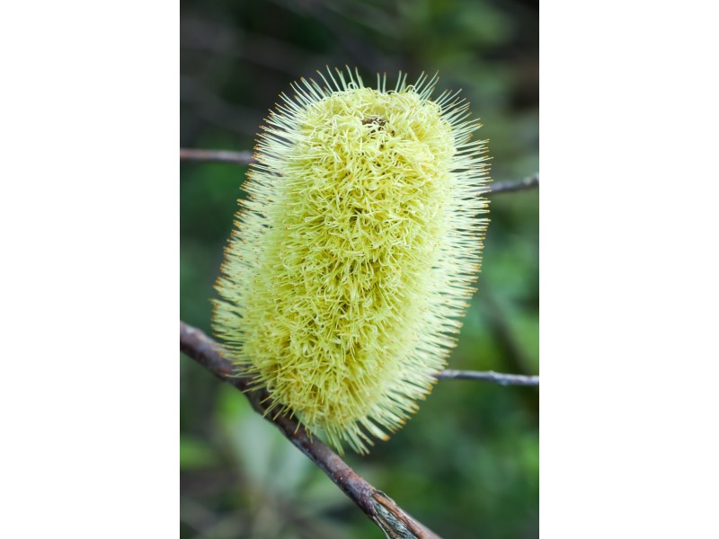 Lot 209 Bay Park Road, Wondunna QLD 4655