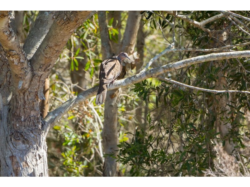 73 Parklands Boulevard, Wondunna QLD 4655