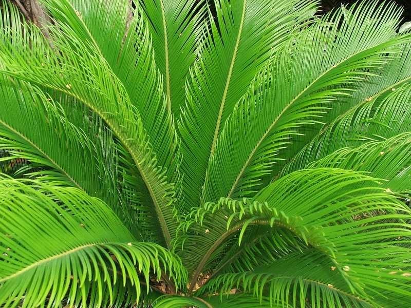 Lot AC Palm Bay, Long Island QLD 4741