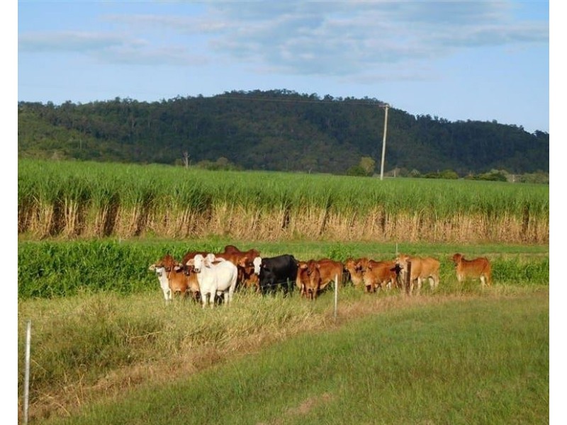 8 Forbes Road, Bloomsbury QLD 4799