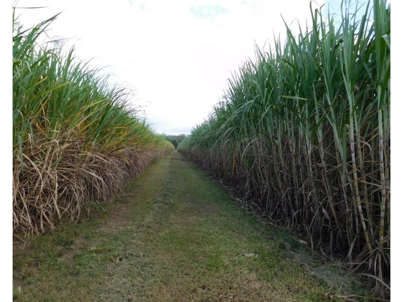 8 Forbes Road, Bloomsbury QLD 4799