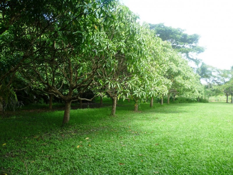 Lot 1 1059 Conway Road, Conway QLD 4800