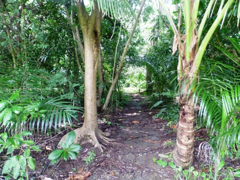 Lot 1 1059 Conway Road, Conway QLD 4800