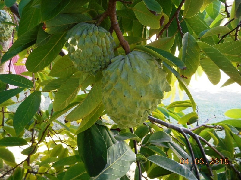 17 Shannon Street, Midge Point QLD 4799