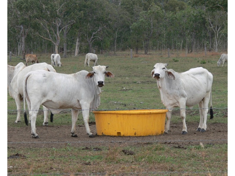 Lot 39/145 Midge Point Road, Bloomsbury QLD 4799