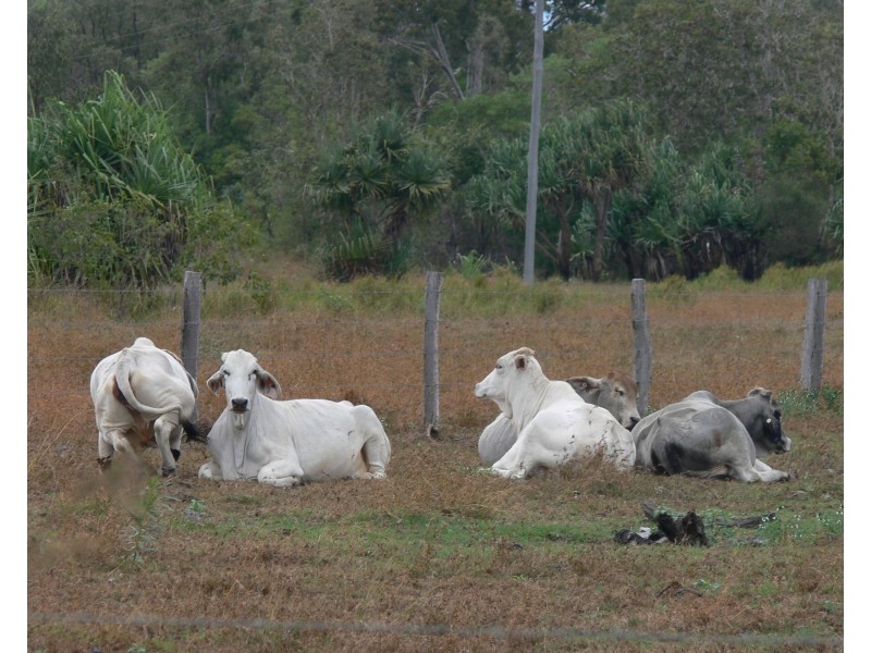 Lot 39/145 Midge Point Road, Bloomsbury QLD 4799