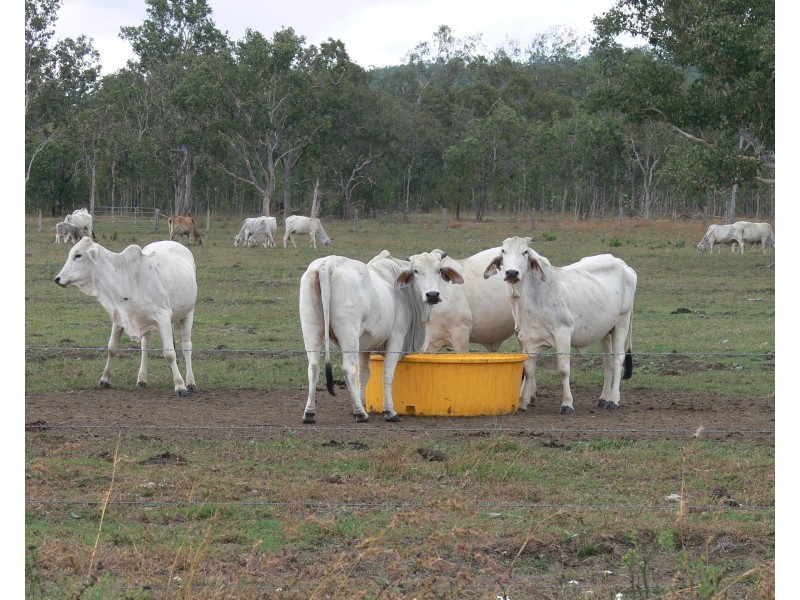 Lot 39/145 Midge Point Road, Bloomsbury QLD 4799