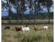 Lot 39/145 Midge Point Road, Bloomsbury QLD 4799
