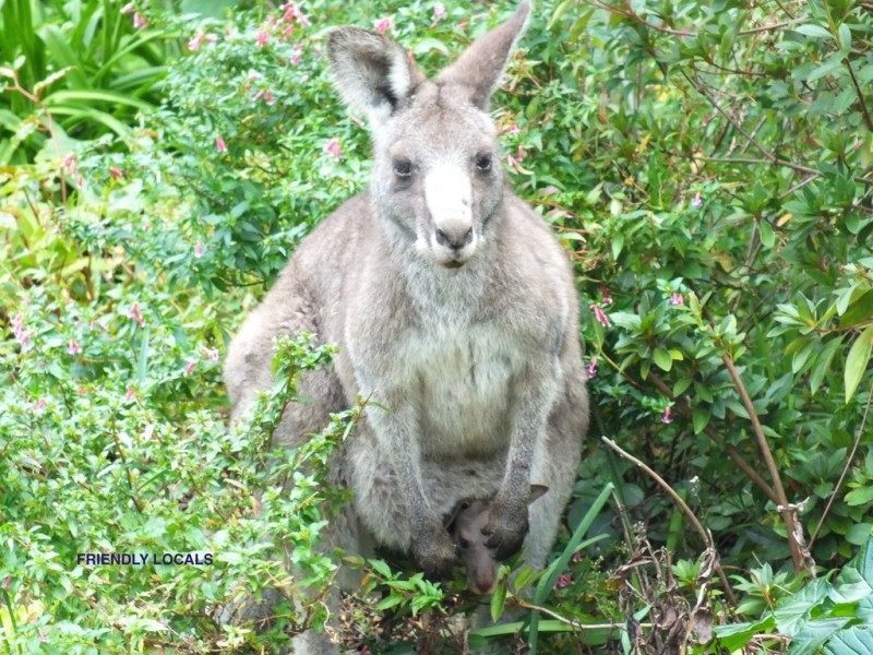 65 The Park Drive, Sanctuary Point NSW 2540