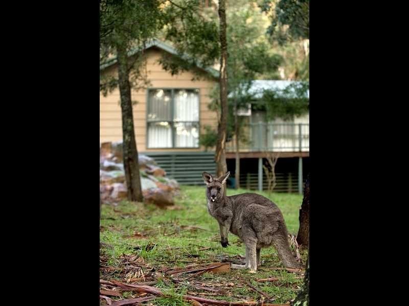 46 High Road, Halls Gap VIC 3381