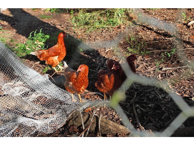 146 Francis Road, Lawnton QLD 4501