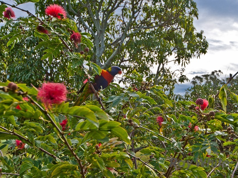 56 Elliott Road, Banyo QLD 4014