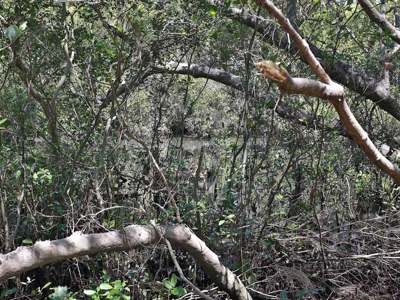 4 Dorloo Street, Deagon QLD 4017