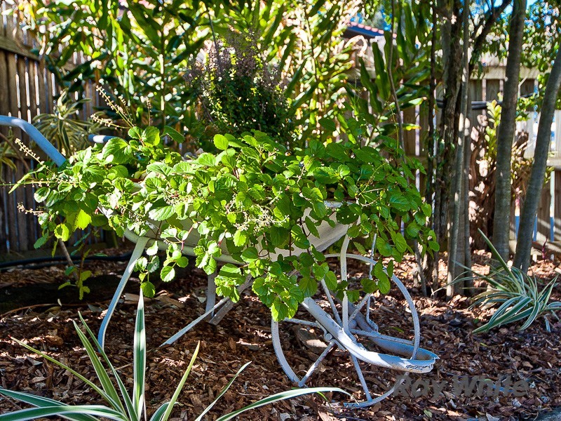 3 St Martins Court, Bald Hills QLD 4036