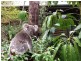 8 Lakeview Court, Joyner QLD 4500