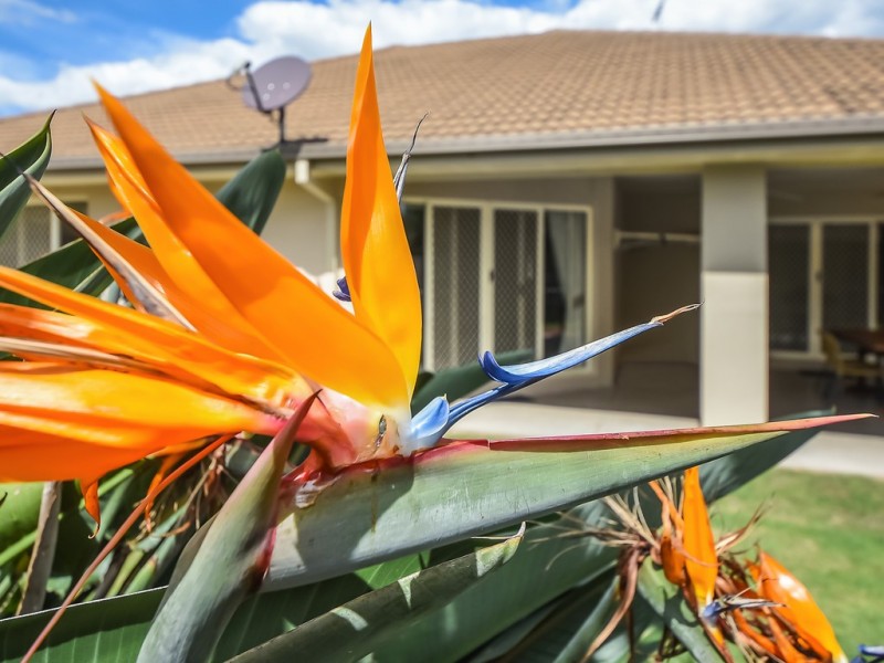 40 Lacewood Circuit, Warner QLD 4500