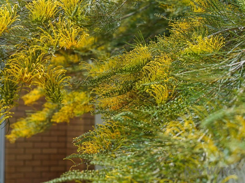 5 Highview Street, Bray Park QLD 4500