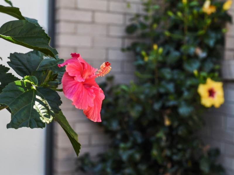 6 Craigavon Street, Warner QLD 4500