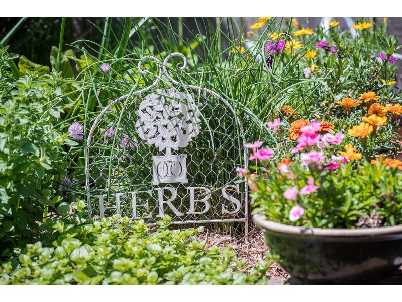 20 Terminus Street, Petersham NSW 2049