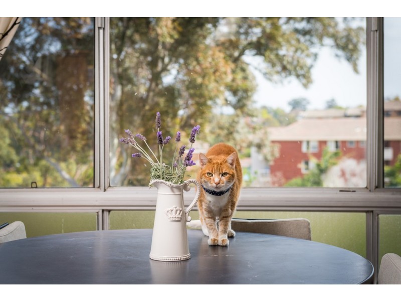 10/112 Homer Street, Earlwood NSW 2206