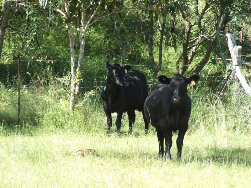 321 Cooyar-Rangemore Road, Cooyar QLD 4402