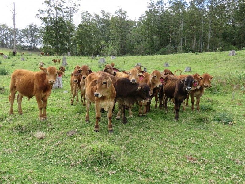 447 National Park Road, Ravensbourne QLD 4352