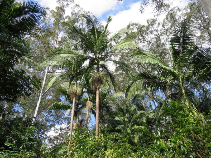 447 National Park Road, Ravensbourne QLD 4352