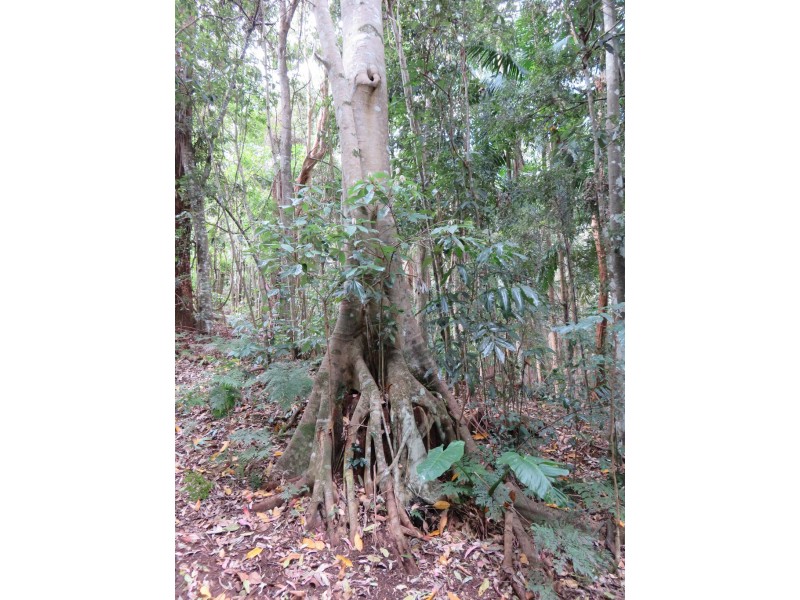 447 National Park Road, Ravensbourne QLD 4352