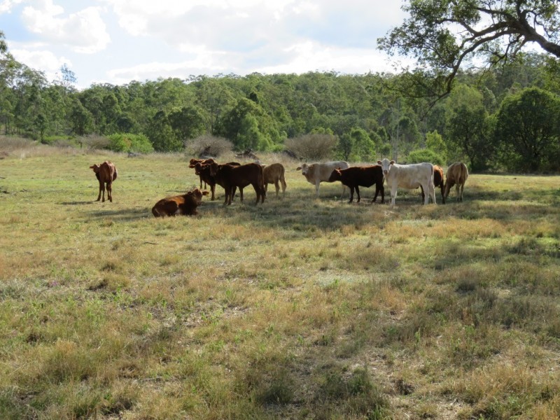 000 Brothers Road, Crows Nest QLD 4355