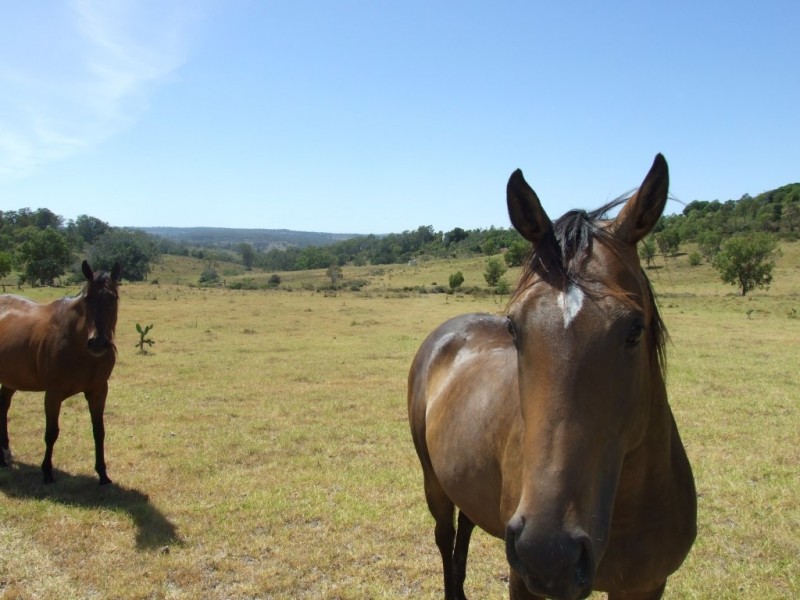 763 Pechey Maclagan Road, Groomsville QLD 4352