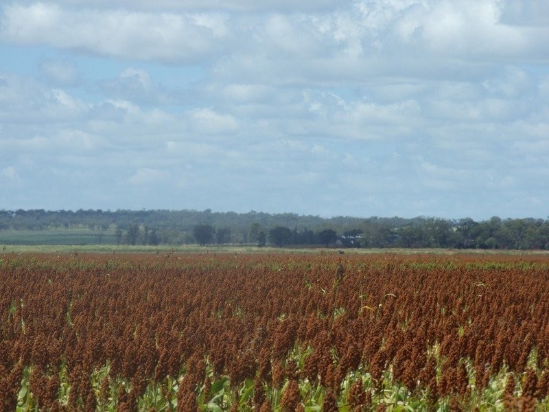 555 Brymaroo Irvingdale Road, Brymaroo QLD 4403