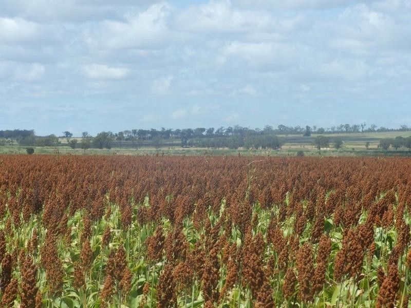 555 Brymaroo Irvingdale Road, Brymaroo QLD 4403