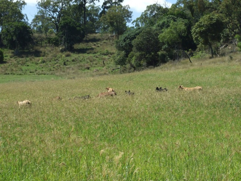 139 Groomsville Road, Groomsville QLD 4352