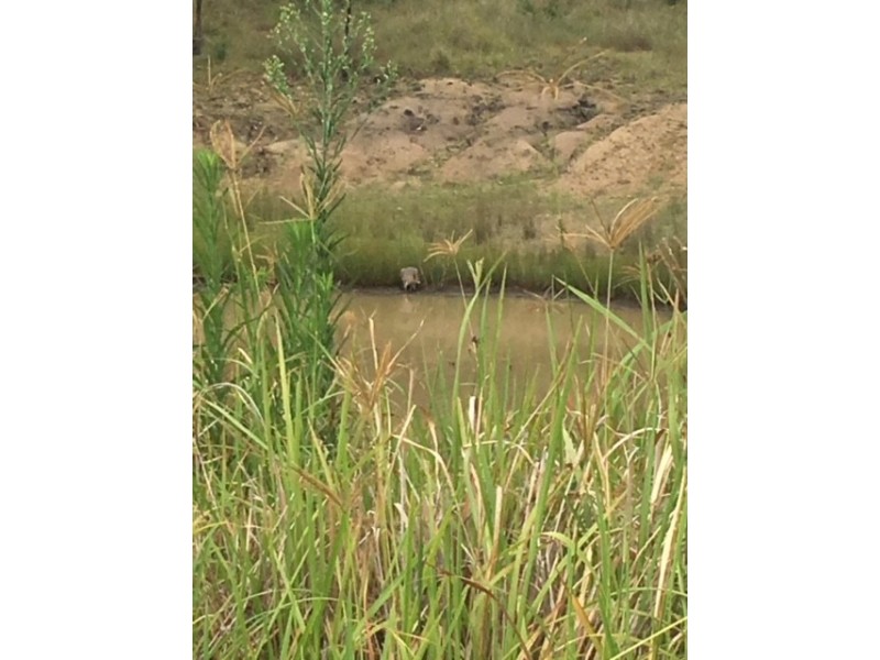 664 Pierce Creek Road, Crows Nest QLD 4355