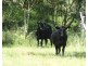321 Cooyar Rangemore Road, Cooyar QLD 4402