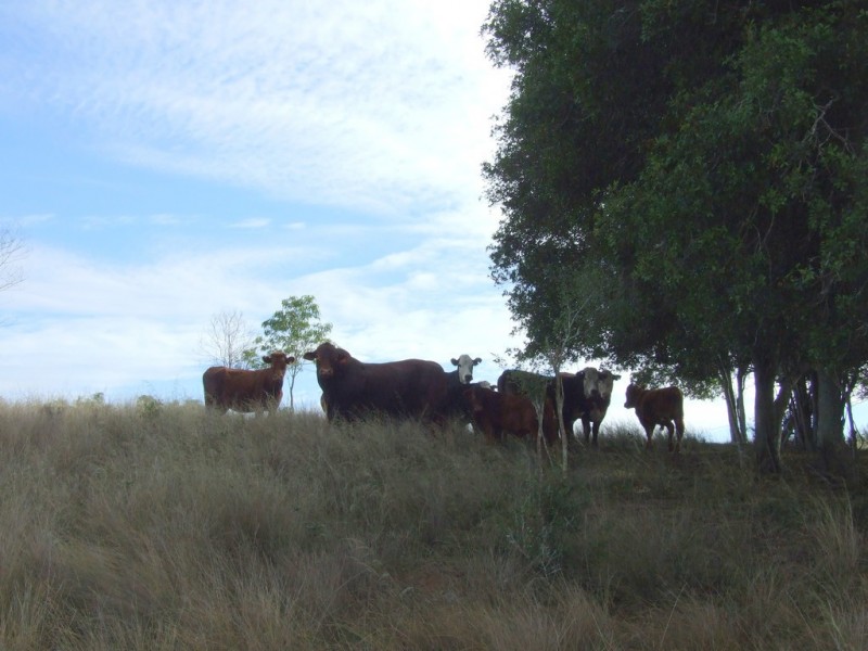 L1 and 2/55 Tarpaulin Road, Haden QLD 4353