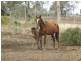 5 Haden Tip Road, Haden QLD 4353