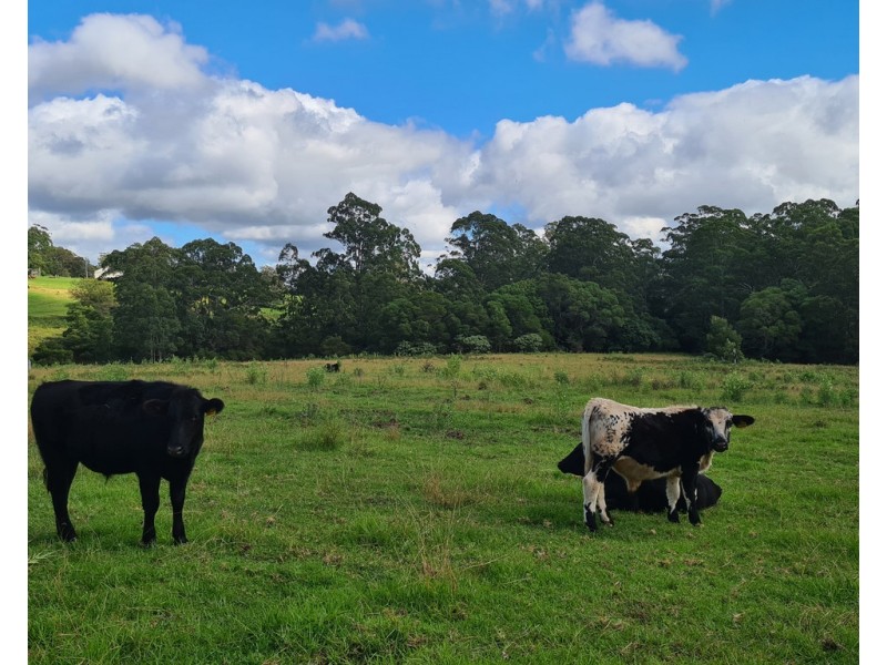 555 National Park Road, Palmtree QLD 4352