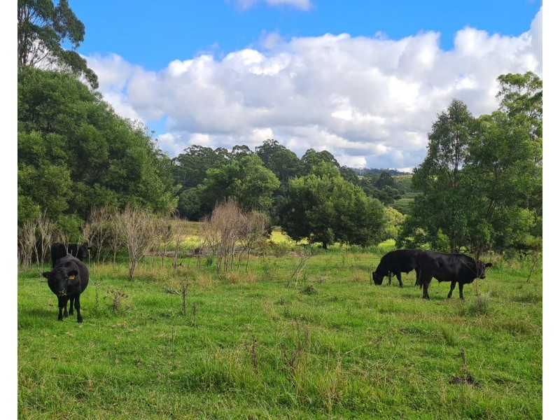 555 National Park Road, Palmtree QLD 4352