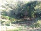 209 Pechey Forestry Road, Crows Nest QLD 4355