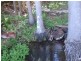 Lot 57 Murphy Road, Ravensbourne QLD 4352