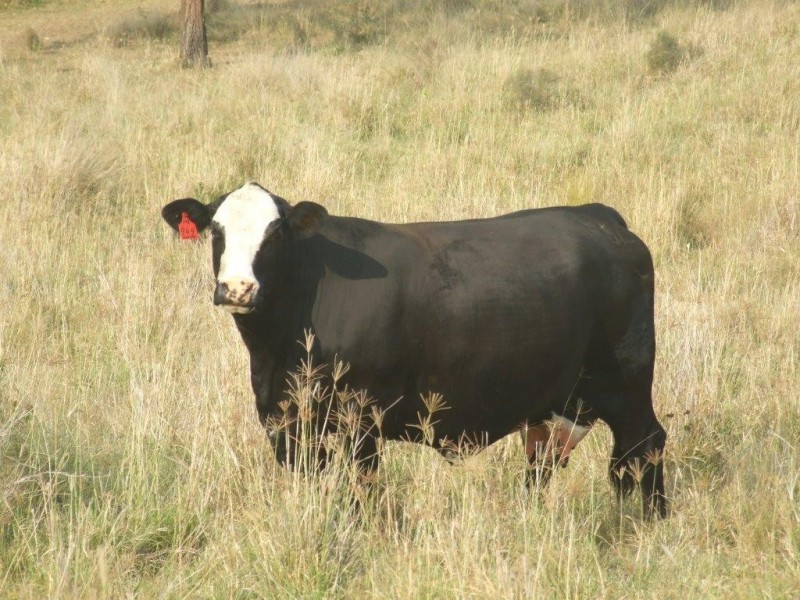 92 Moran Road, Crows Nest QLD 4355